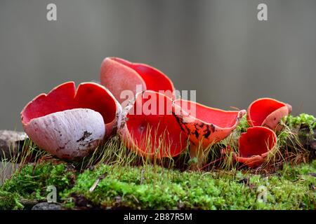 Plusieurs bons spécimens de Sarcoscypha coccinea, communément connu sous le nom de la tasse à efflettes, chapeau d'élyre de scarlet, ou la tasse à écarlate, champignon de printemps précoce, édib Banque D'Images