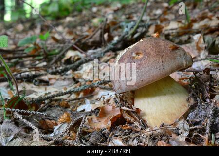 Jeune spécimen de Boletus pinophilus ou de pin Bolete, ou Pinewood King Bolete, champignon symbiotique qui pousse principalement dans les forêts de conifères Banque D'Images