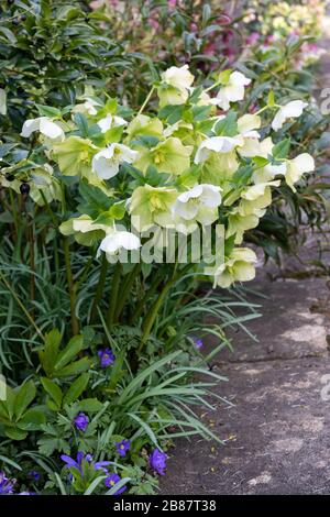 Vue rapprochée d'une bordure de jardin de printemps avec hellébores blancs Le long d'un chemin de jardin au Royaume-Uni Banque D'Images