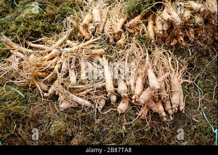 Pile de racine de ginseng coréen sur le marché du calage en bois Banque D'Images