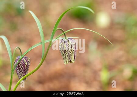 Gros plan de la tête de Snake fritillary / Fritilaria meleagris floraison dans et jardin anglais, Angleterre, Royaume-Uni Banque D'Images