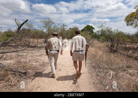 Les gardes-animaux guides avec des armes à feu marchant loin dans le bush du parc national Kruger à la recherche d'animaux Banque D'Images