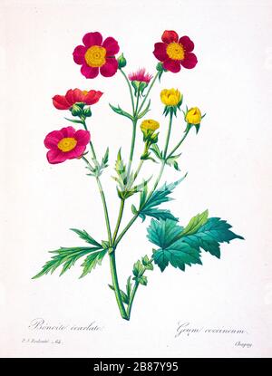 Le Geum coccineum, nom commun aux avens orange nains ou aux avens rouges, est une plante de la famille des roses, Rosaceae, peinte à la main du XIXe siècle. Par Pierre-Joseph Redoute. Publié dans choix des plus belles fleurs, Paris (1827). Par Redouté, Pierre Joseph, 1759-1840.; Chapuis, Jean Baptiste.; Ernest Panckoucke.; Langois, Dr.; Bessin, R.; Victor, fl. CA. 1820-1850. Banque D'Images