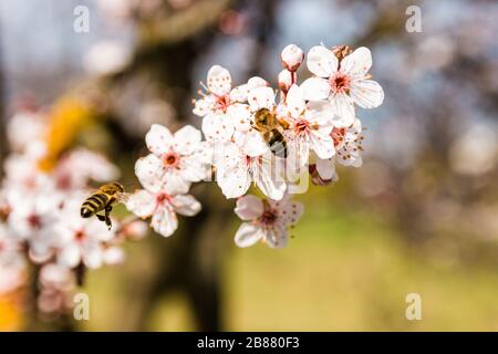 closeup printemps nature scène de deux abeilles pollinisant des fleurs de cerisier rose blanc en jour ensoleillé Banque D'Images