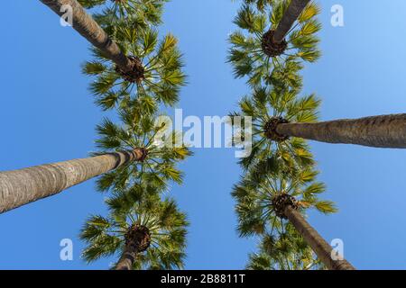 Palmiers en dessous avec ciel bleu, vue symétrique Banque D'Images