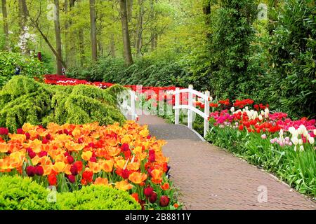 Traversez les fleurs printanières des jardins de Keukenhof, aux Pays-Bas Banque D'Images