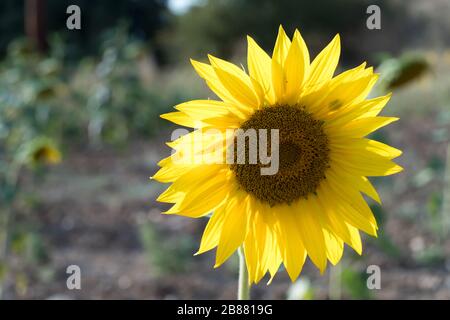 Sunflowes sur un champ agricole dans le coucher du soleil Banque D'Images