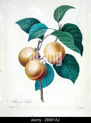 Peinture à la main du XIXe siècle illustration des abricots sur une branche, par Pierre-Joseph Redoute. Publié dans choix des plus belles fleurs, Paris (1827). Par Redouté, Pierre Joseph, 1759-1840.; Chapuis, Jean Baptiste.; Ernest Panckoucke.; Langois, Dr.; Bessin, R.; Victor, fl. CA. 1820-1850. Banque D'Images