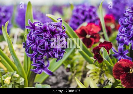 Fleurs de jacinthe violette qui poussent sur le sol dans le jardin. Floraison printanière Banque D'Images