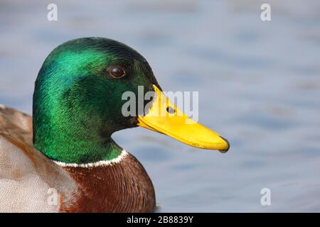 Mallard (Anas platyrhynchos) Portrait, drake adulte, Biebrich Castle Park, Wiesbaden, Hesse, Allemagne Banque D'Images