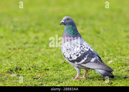 Pigeon domestique (Columba livia domestica) oiseau adulte debout dans un pré, jardins de palais Biebrich, Wiesbaden, Hesse, Allemagne Banque D'Images