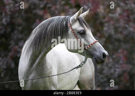 Pur-sang de la jument grise arabe avec halter, Tyrol, Autriche Banque D'Images