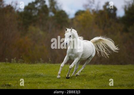 Pur-sang de l'étalon gris arabe galopant sur le pré d'automne; Hesse, Allemagne Banque D'Images