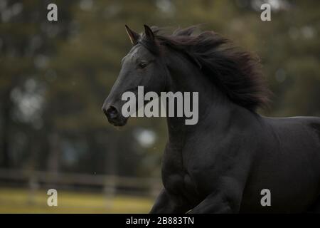 P.R.E. cheval noir en portrait en mouvement en automne, Traventhal, Allemagne Banque D'Images