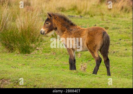 Poney Exmoor (Equus cavallus), foal, Parc National Exmoor, Angleterre Banque D'Images