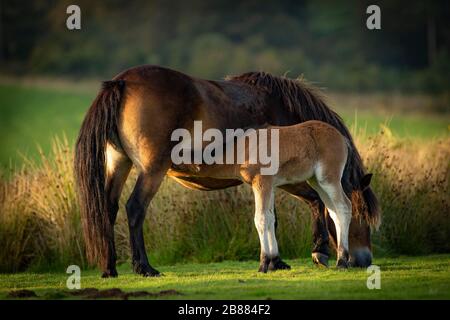 Exmoor ponies (Equus cavallus), Mare suce des mousses, Exmoor National Park, Angleterre Banque D'Images