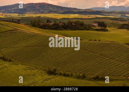 Toscane, paysage panorama de la ville de Volterra avec collines et vignes en premier plan Banque D'Images