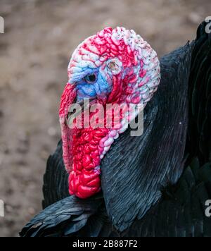 dinde commune domestique mâle (Meleagris gallopavo) avec des plumes enfouies dans l'affichage d'accouplement dans la cour de ferme Banque D'Images