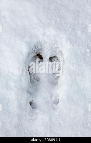 Renne de Svalbard (Rangifer tarandus platyrhynchus), gros plan de l'empreinte dans la neige en hiver, Spitsbergen, Norvège Banque D'Images