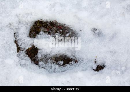 Renne de Svalbard (Rangifer tarandus platyrhynchus), gros plan de l'empreinte dans la neige en hiver, Spitsbergen, Norvège Banque D'Images