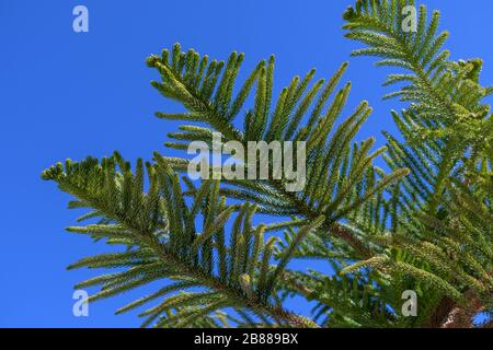 Détail des branches d'Araucaria heterophylla (pin de l'île Norfolk) Banque D'Images