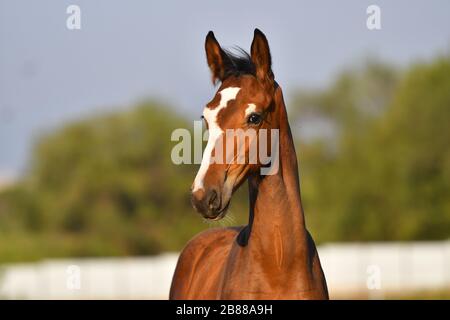 Bay foal avec un grand blaze blanc sur le front. Portrait animal. Banque D'Images