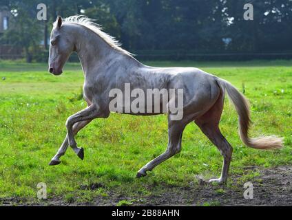 Le crémello akhal teke reproduit l'étalon qui tourne dans le galop dans le champ en contre-jour. Banque D'Images