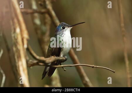 Emeraude andine (Amazilia franciae cyanocollis) mâle adulte perché sur un Twig Huembo Lodge, Pérou Février Banque D'Images