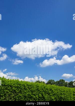 Haies contre le ciel. Géen herbe, haie et ciel incroyable. Espace-copie. Banque D'Images