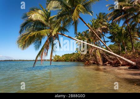 Palmiers sur la plage Banque D'Images