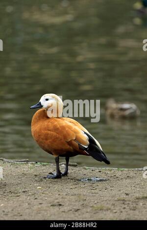 Une femme Ruddy Shelduck, Tadorna ferruginea, au Cape May County Park & Zoo, New Jersey, États-Unis Banque D'Images