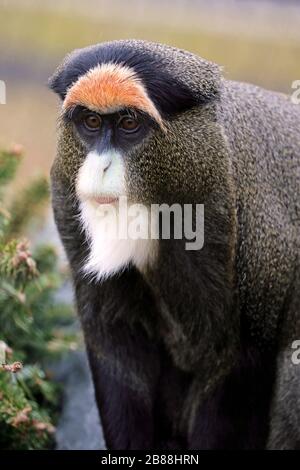 Le singe de Brazza, Cercopithecus neglectus. Parc et zoo du comté de Cape May, Palais de justice du Cap May, New Jersey, États-Unis Banque D'Images