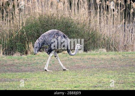 Une femelle somalienne Ostrich, Struthio molybdophane, au parc et zoo du comté de Cape May, au palais de justice du Cap May, New Jersey, États-Unis Banque D'Images