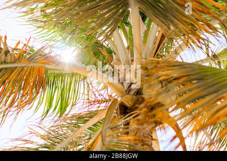 Palmiers sur la plage de sable blanc. Playa Sirena. Cayo Largo. Cuba. Banque D'Images