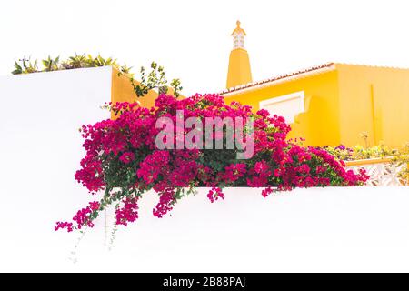 Belle vue sur une maison méditerranéenne traditionnelle. Bougainvillea magenta fleuri autour d'un mur blanc. Gros plan de buisson de fleur pourpre dans un t Banque D'Images