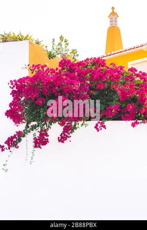 Belle vue sur une maison méditerranéenne traditionnelle. Bougainvillea magenta fleuri autour d'un mur blanc. Gros plan de buisson de fleur pourpre dans un t Banque D'Images