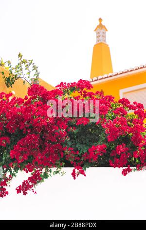 Belle vue sur une maison méditerranéenne traditionnelle. Bougainvillea magenta fleuri autour d'un mur blanc. Gros plan de buisson de fleur pourpre dans un t Banque D'Images