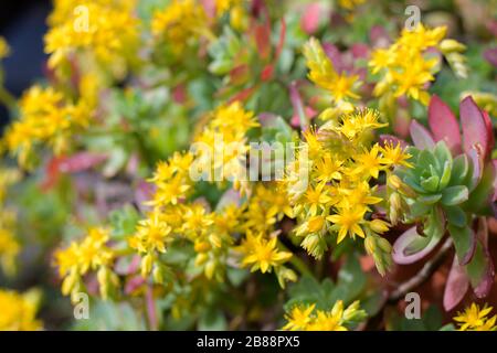 Sedum palmeri (le sedum de Palmer) est succulent avec des fleurs jaunes Banque D'Images