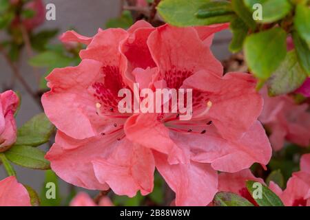 Azalea (Rhododendron) avec détail de fleurs de saumon rose Banque D'Images