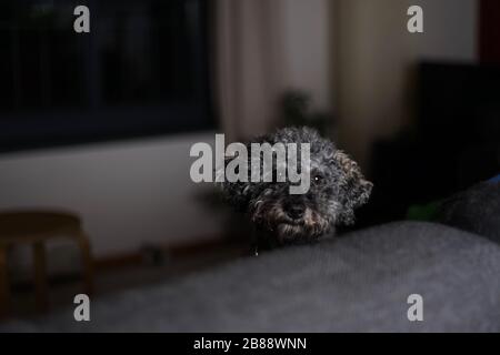 Portrait d'un jeune joli caniche gris nain avec une coupe en peluche Banque D'Images