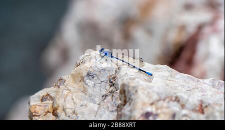 Vivid Dancer (Argia vivida) Damselfly perché sur un rocher avec de l'eau dans l'arrière-plan dans le Colorado Banque D'Images