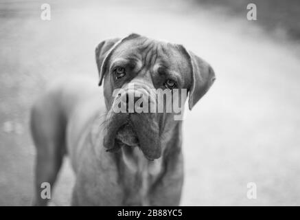 Chien de mastiff anglais qui vous regarde. Portrait animal, noir et blanc. Banque D'Images