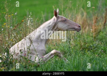 Cremello akhal teke race foal essaie de se lever dans la prairie verte. Portrait animal. Banque D'Images