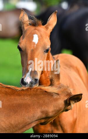 Deux jeunes akhal teke foald bruns se rayent l'un l'autre. Portrait d'animal gros plan. Banque D'Images
