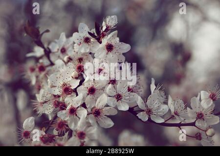 Plum Prunus cerasifera de sang blanc en fleurs Banque D'Images