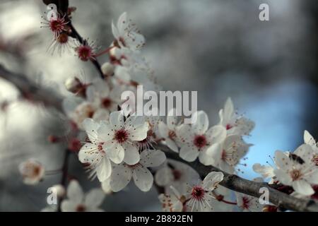 Plum Prunus cerasifera de sang blanc en fleurs Banque D'Images