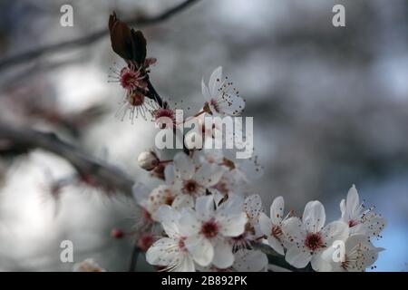 Plum Prunus cerasifera de sang blanc en fleurs Banque D'Images