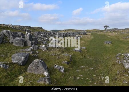 Pavé calcaire dans la région de Malham, Yorkshire du Nord, Angleterre, Royaume-Uni Banque D'Images