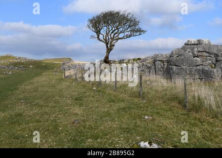 Pavé calcaire dans la région de Malham, Yorkshire du Nord, Angleterre, Royaume-Uni Banque D'Images