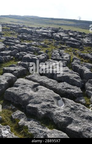 Pavé calcaire dans la région de Malham, Yorkshire du Nord, Angleterre, Royaume-Uni Banque D'Images